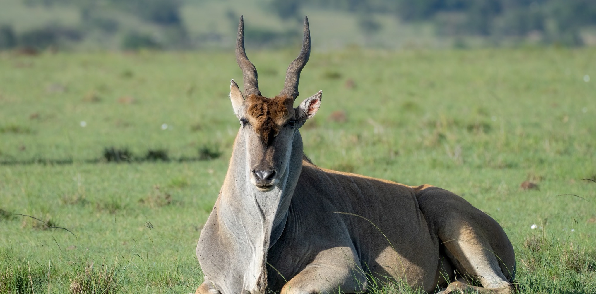 Common Eland